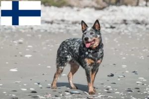 Read more about the article Australian Cattle Dog crescători și căței în Finlanda