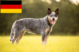 Read more about the article Australian Cattle Dog crescători și căței în Germania