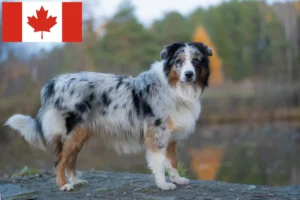 Read more about the article Australian Shepherd Crescători și căței în Canada