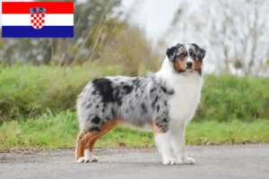 Read more about the article Australian Shepherd crescători și căței în Croația