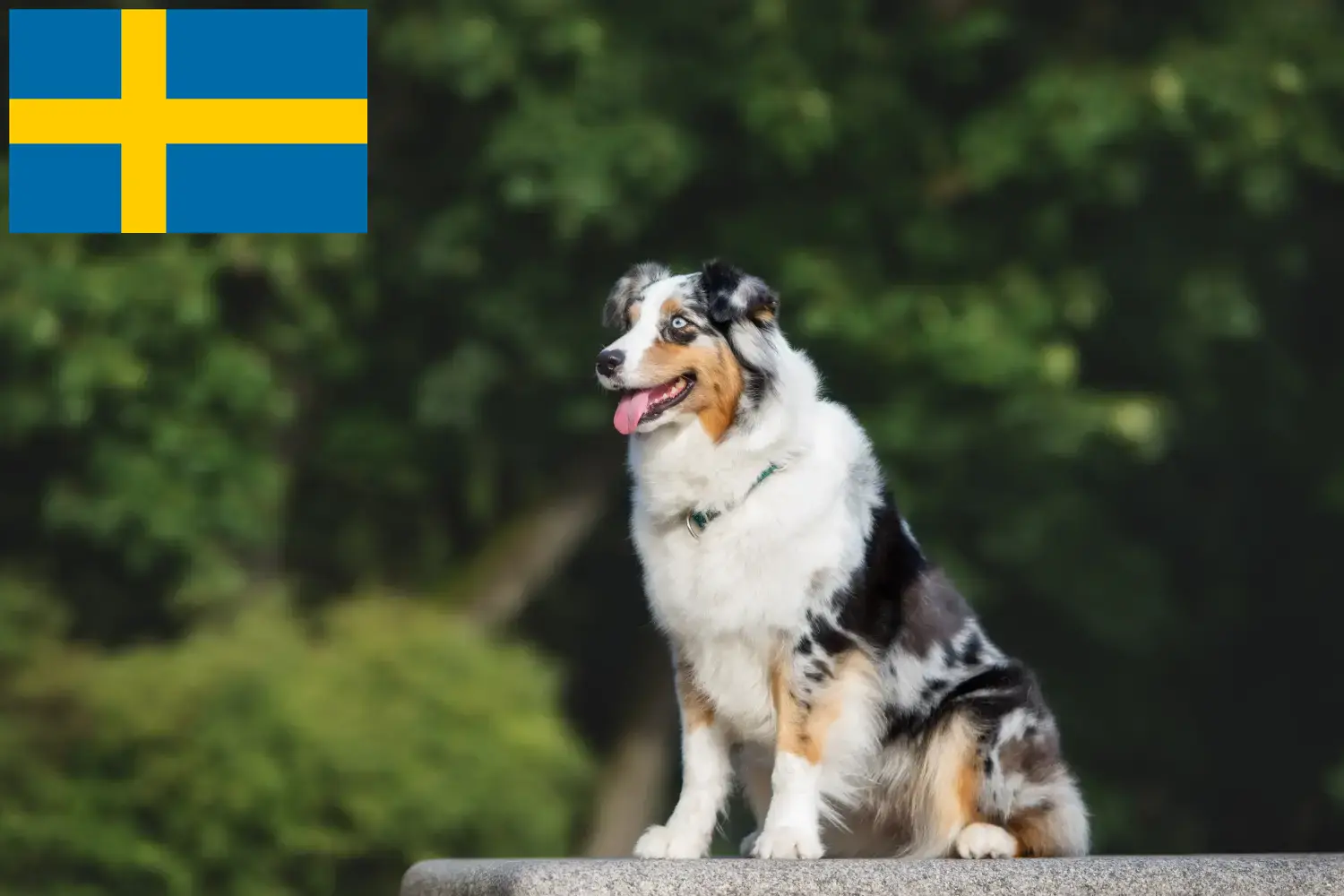 Read more about the article Australian Shepherd crescători și căței în Suedia