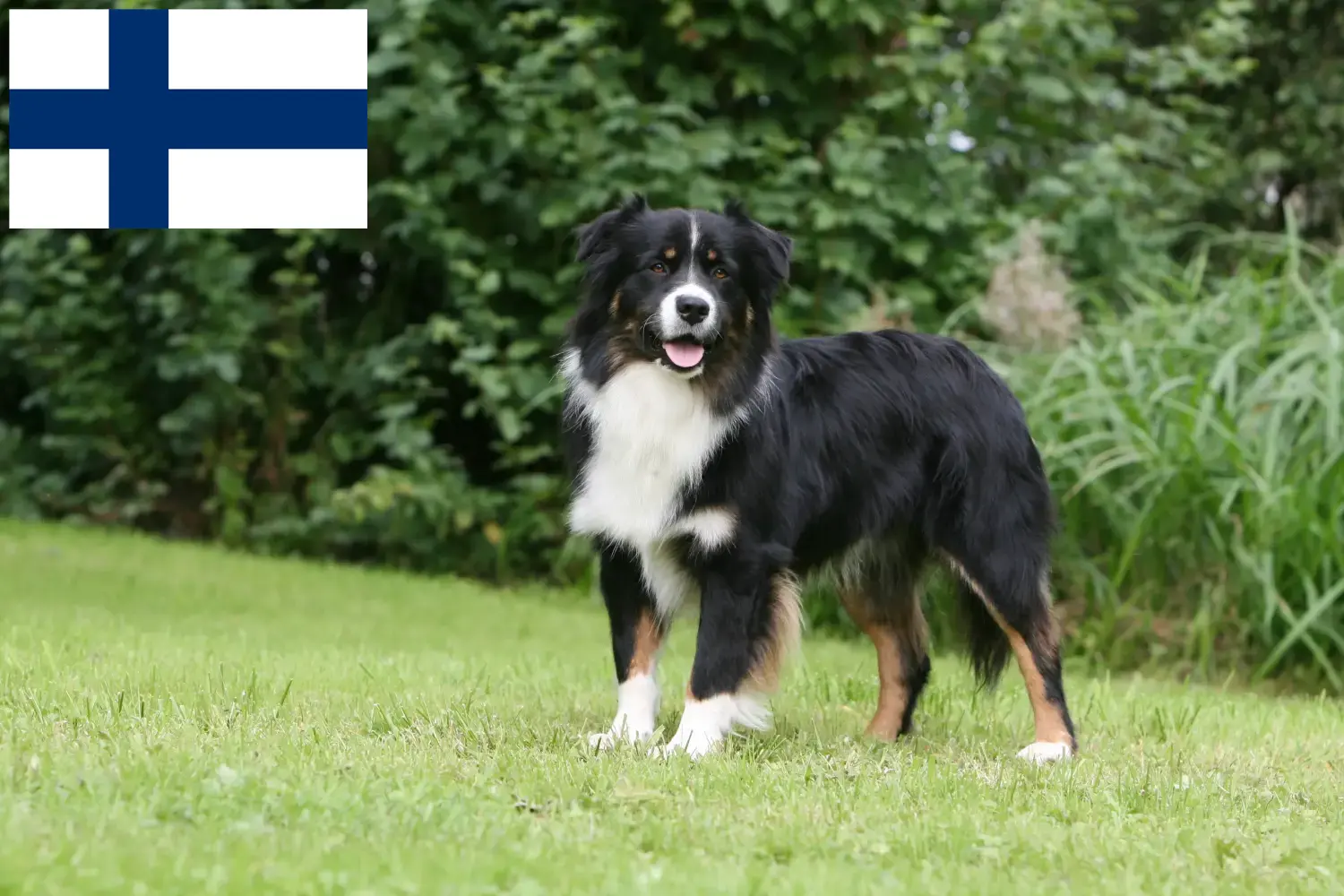 Read more about the article Australian Shepherd crescători și căței în Finlanda