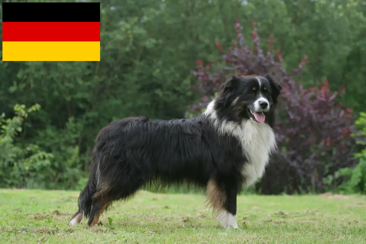 Read more about the article Australian Shepherd crescători și căței în Germania