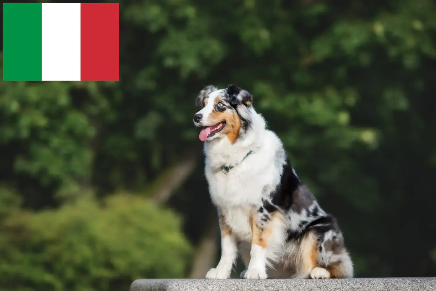 Read more about the article Australian Shepherd crescători și căței în Italia