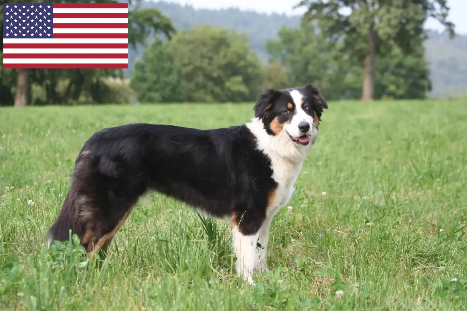 Read more about the article Australian Shepherd crescători și căței în SUA