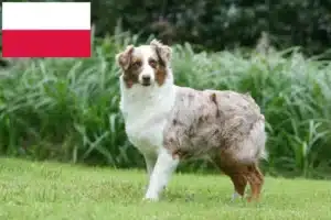 Read more about the article Australian Shepherd crescători și căței în Polonia