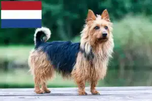 Read more about the article Australian Terrier crescători și căței în Olanda