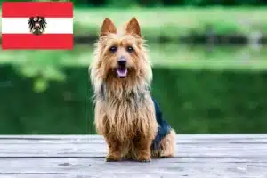 Read more about the article Australian Terrier crescători și căței în Austria