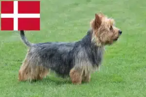 Read more about the article Australian Terrier crescători și căței în Danemarca