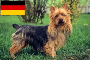 Read more about the article Australian Terrier crescători și căței în Germania