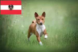 Read more about the article Basenji crescători și căței în Austria