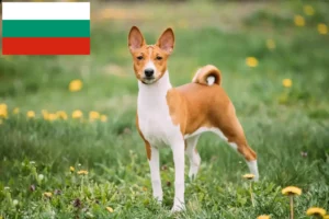 Read more about the article Basenji crescători și căței în Bulgaria