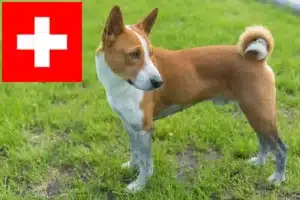 Read more about the article Basenji crescători și căței în Elveția