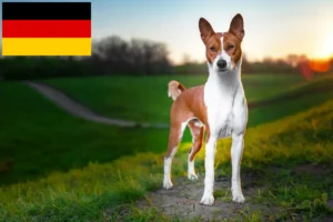 Read more about the article Basenji crescători și căței în Germania