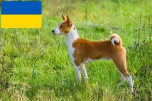 Read more about the article Basenji crescători și căței în Ucraina