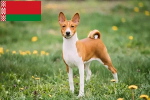 Read more about the article Basenji crescători și căței în Belarus