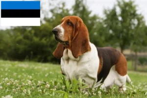 Read more about the article Basset Hound crescători și căței în Estonia