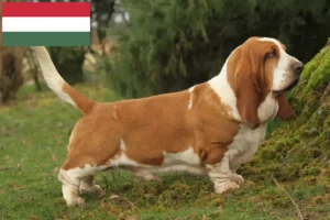 Read more about the article Basset Hound crescători și căței în Ungaria