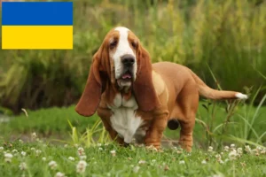 Read more about the article Basset Hound crescători și căței în Ucraina