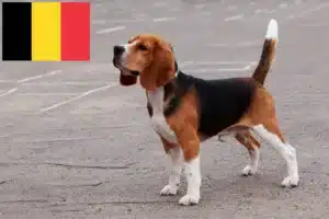 Read more about the article Beagle crescători și căței în Belgia