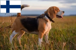 Read more about the article Beagle crescători și căței în Finlanda