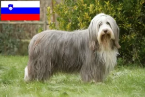 Read more about the article Bearded Collie crescători și căței în Slovenia