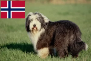 Read more about the article Bearded Collie crescători și căței în Norvegia