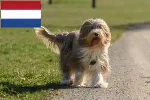 Read more about the article Bearded Collie crescători și căței în Olanda