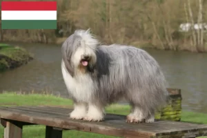 Read more about the article Bearded Collie crescători și căței în Ungaria