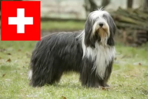 Read more about the article Bearded Collie crescători și căței în Elveția