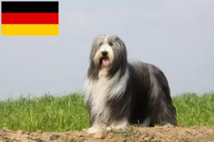 Read more about the article Bearded Collie crescători și căței în Germania