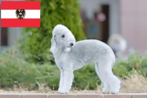 Read more about the article Bedlington Terrier crescători și căței în Austria