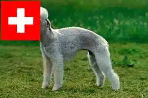 Read more about the article Bedlington Terrier crescători și căței în Elveția