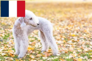 Read more about the article Bedlington Terrier crescători și căței în Franța