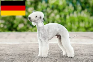 Read more about the article Bedlington Terrier crescători și căței în Germania