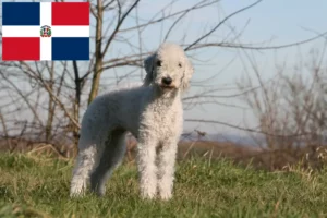 Read more about the article Bedlington Terrier crescători și căței în Republica Dominicană