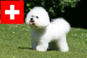 Read more about the article Bichon Frisé crescători și căței în Elveția