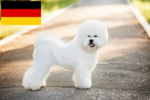 Read more about the article Bichon Frisé crescători și căței în Germania