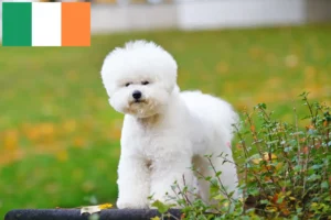 Read more about the article Bichon Frisé crescători și căței în Irlanda