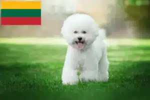 Read more about the article Bichon Frisé crescători și căței în Lituania