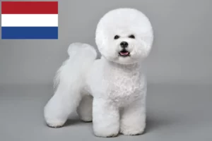 Read more about the article Bichon Frisé crescători și căței în Olanda