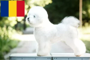 Read more about the article Bichon Frisé crescători și căței în România