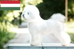 Read more about the article Bichon Frisé crescători și căței în Ungaria