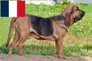 Read more about the article Bloodhound crescători și căței în Franța