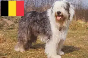 Read more about the article Bobtail crescători și căței în Belgia