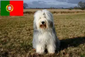 Read more about the article Bobtail crescători și căței în Portugalia