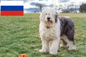 Read more about the article Bobtail crescători și căței în Rusia