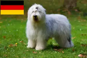 Read more about the article Bobtail crescători și căței în Germania