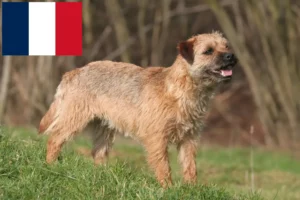 Read more about the article Border Terrier crescători și căței în Franța