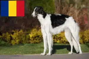 Read more about the article Crescători și căței Borzoi în România